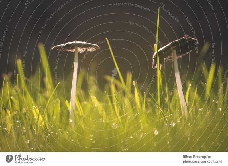 Mushrooms on the meadow mushrooms Meadow Grass Dew sparkle