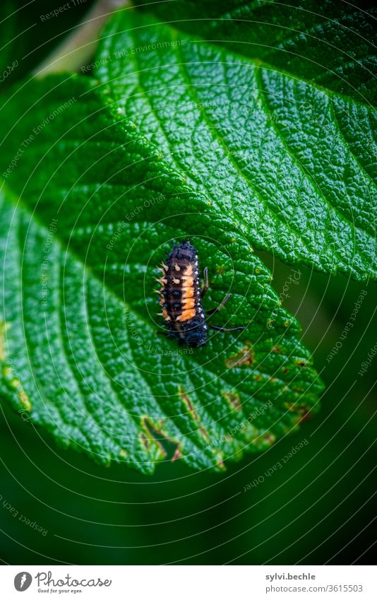 Larva of the Asian ladybird on a wild rose leaf Ladybird ladybird larva ladybird species flaked green Black Orange beneficial Useful Garden flora fauna