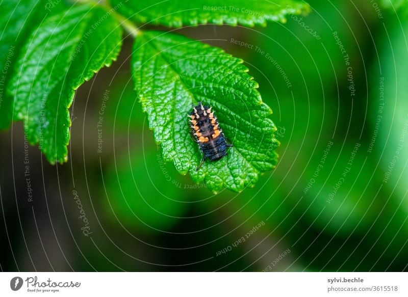 Larva of the Asian ladybird Ladybird ladybird larva ladybird species flaked green Black Orange beneficial Useful Garden flora fauna Living thing Nature natural