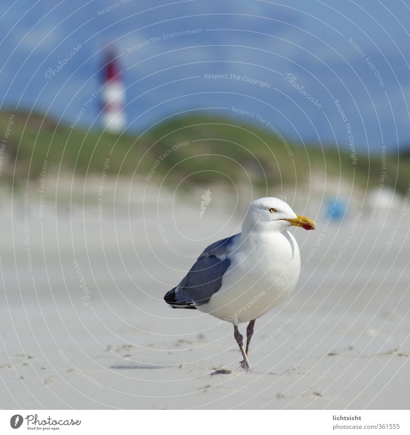 Seagull&Lighthouse II Nature Landscape Sky Summer Beautiful weather Coast Beach North Sea Ocean Island Tourist Attraction Bird 1 Animal Vacation & Travel Dune