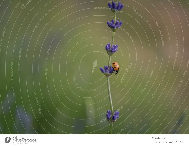 On the descending lavender stairs the ladybird crawls into the depths flora fauna Plant Animal Insect Beetle Ladybird Crawl Blossom lavender blossom Lavender