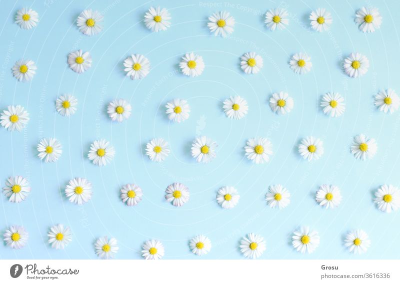 Beautiful flower pattern.Fresh, white daisies on pastel blue background. Top view. Soft light color.Mockup for special offers as advertising or other ideas. Flat lay.