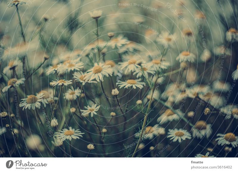 Camomile flowers Camomile blossom Summer Nature Colour photo Plant Chamomile Exterior shot Blossoming White Shallow depth of field natural