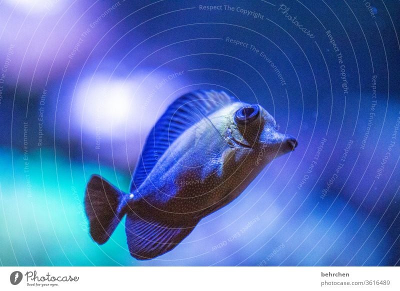 small colourful fish, painted on a glass wall in the bathroom, white tiles  in the background - a Royalty Free Stock Photo from Photocase