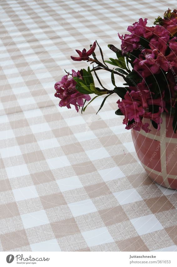 flowers Table Tablecloth Summer Plant Leaf Blossom Pot plant Flowerpot Blossoming Fragrance Beautiful Pink Spring fever Calm Contentment Relaxation Peace