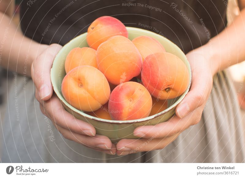 young woman holding a bowl of fresh apricots in front of her Apricots Summer Fruit Juicy Fresh Vitamin Healthy Eating Young woman fruit Hand To enjoy Nutrition