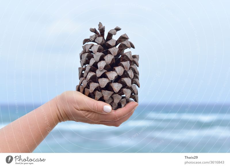 Woman hand holding a huge pinecone, on sea sky background autumn brown christmas closeup coniferous decoration dry element environment forest holiday isolated