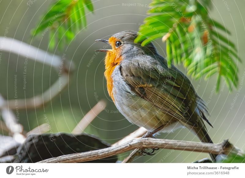 Chirping Robin Robin redbreast Erithacus rubecula birds Wild bird Animal face Head Beak Eyes feathers plumage Grand piano Claw Legs Sing Song tweet hum branches