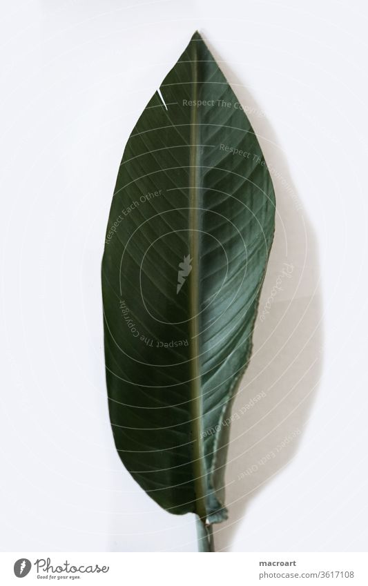 Green leaf green flaked segregated Isolated Image exempt Crack & Rip & Tear flute Rachis ornamental wallpapers Art pflane Verdant natural Growth floral