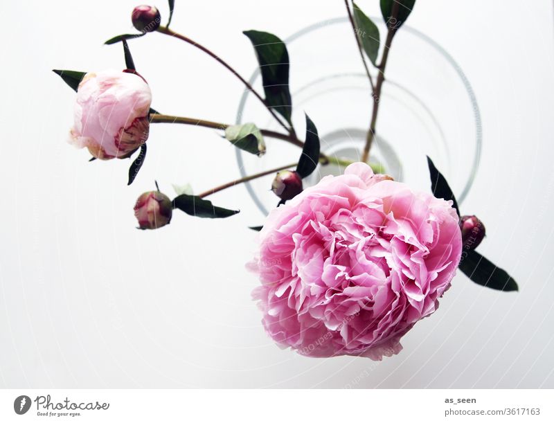 Pink peony blossoms in vase Peony bleed pink Light Shadow petals flowers Nature spring Summer already Colour photo Close-up Blossoming Deserted Blossom leave