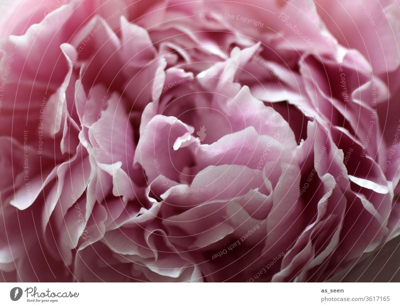 Pink peony blossom Peony bleed pink Light Shadow petals flowers Nature spring Summer already Colour photo Close-up Blossoming Deserted Blossom leave Detail