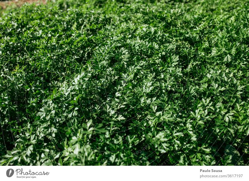 Parsley plantation Herbs and spices Organic produce Organic farming Farm Plant Plantation Vegetable Fresh Green Garden Ingredients Colour photo Food