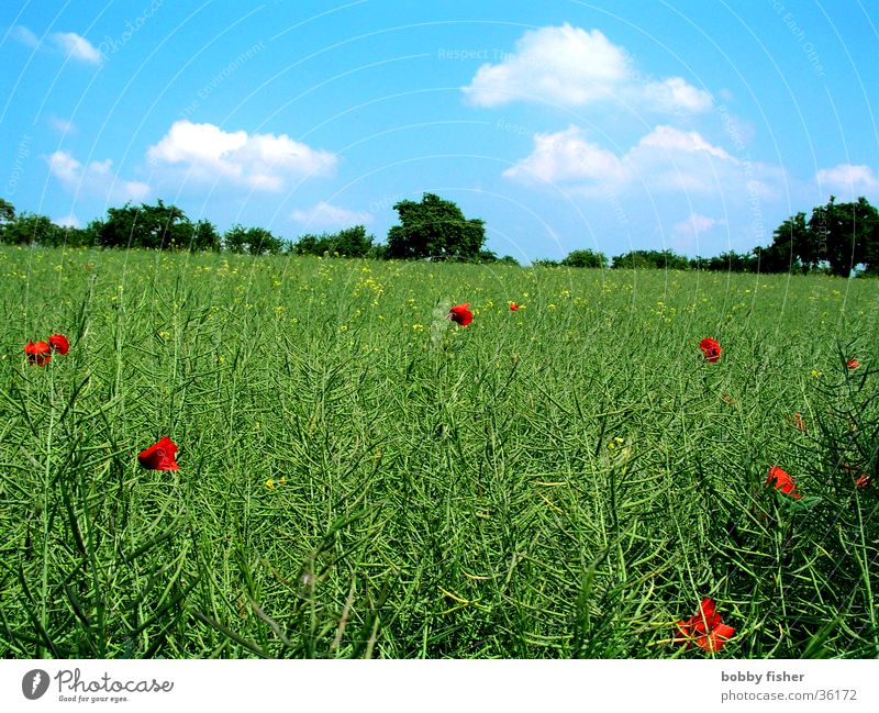 blue-green with red spots Poppy Canola Clouds Green Meadow Field Red Sky Blue