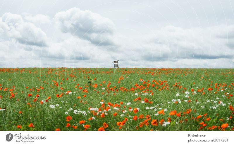 Lonely hunter's stand at the end of a flower meadow hunter's seat Hunting stand Flower meadow flowers Exterior shot Summer Summer's day Clouds Clouds in the sky