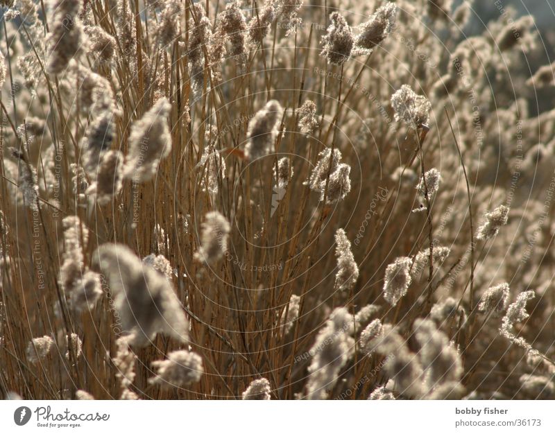 backlight Common Reed Back-light Soft Bog Wind