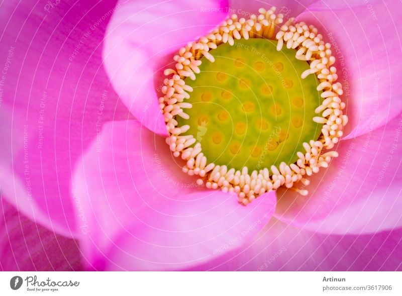 Top view of pink lotus flower. In Buddhism the lotus is known to be associated with purity, spiritual awakening and faithfulness. Aquatic plant. aquatic asia