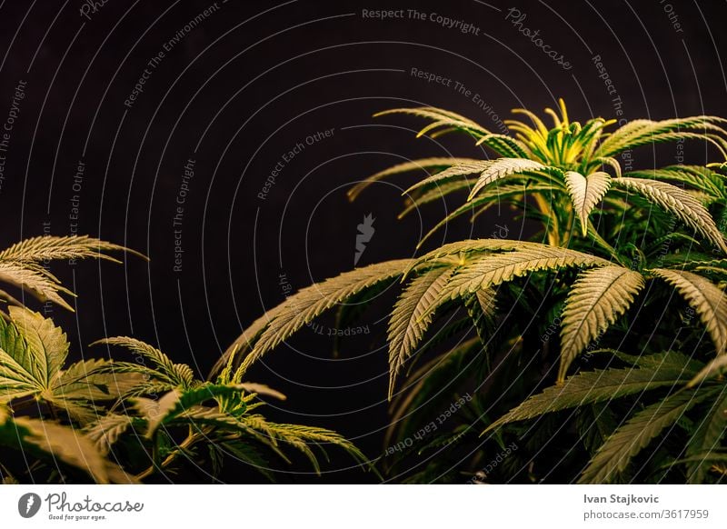 Full frame shot of Cannabis plants against dark backdrop environment flower beauty grass green spring cannabis sunlight purity growth liquid droplet meadow