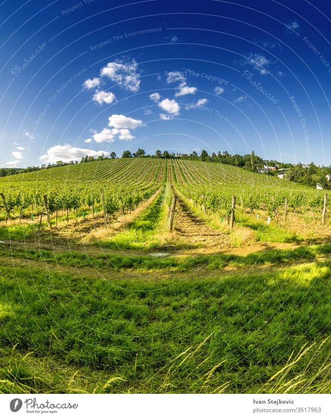 Vineyard hill in eastern Vienna Austria sky grow industry scenic sun growth growing harvest countryside vine-growing sunset vinery fruit farm blue high-coloured