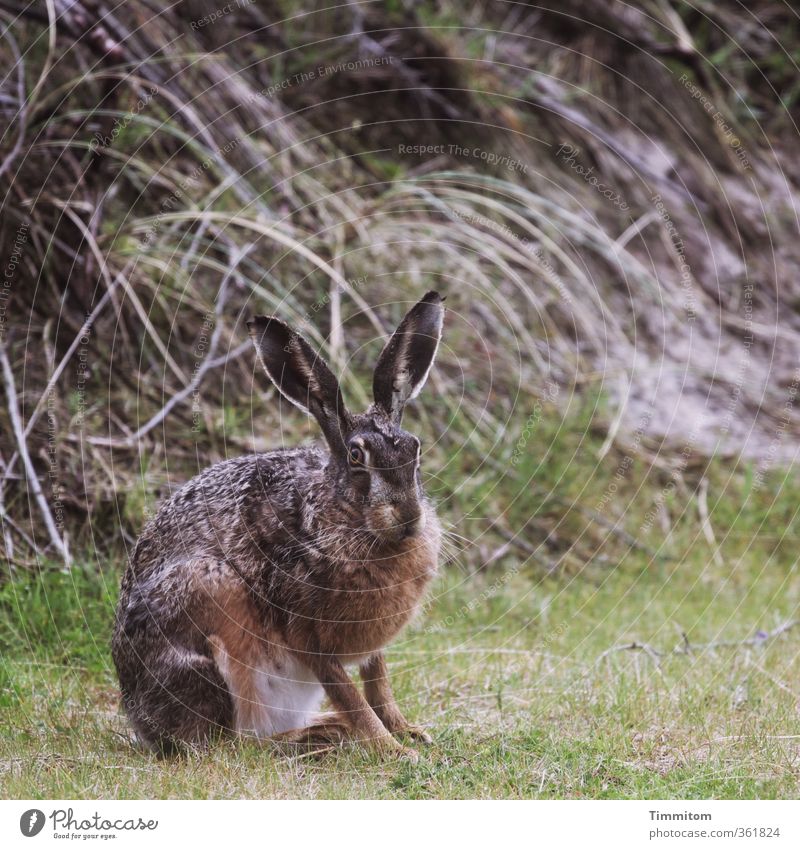 Monday Bunny, watchful. Environment Nature Animal Denmark Wild animal Hare & Rabbit & Bunny 1 Observe Looking Natural Brown Green Emotions Easter Bunny
