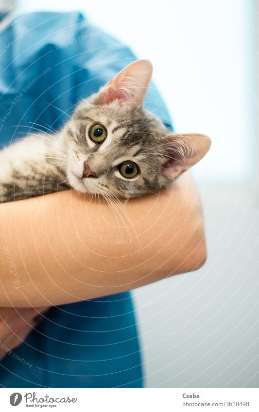 Female veterinarian doctor is holding a cat on her hands veterinary female woman animal pet kitten nurse clinic feline medical health hospital person care