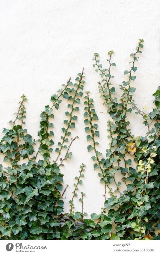 Creeper plant on a wall, Stock image