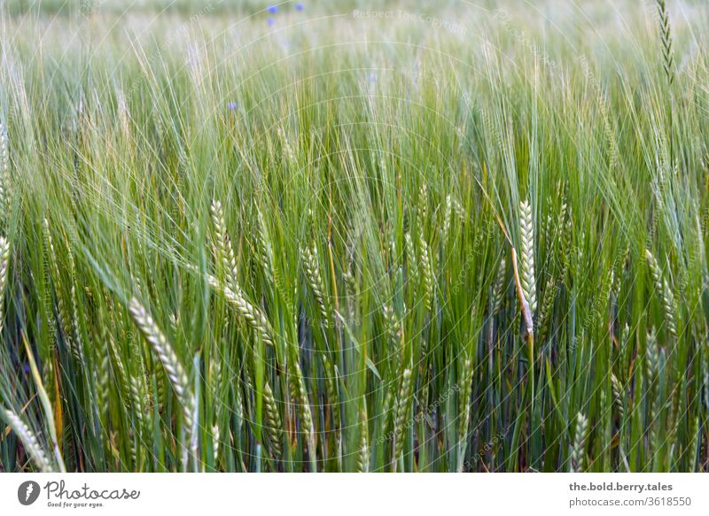 wheat field Wheat Grain Grain field Wheatfield Field Summer Nature Agricultural crop Agriculture Plant Ear of corn Growth Exterior shot Colour photo Cornfield