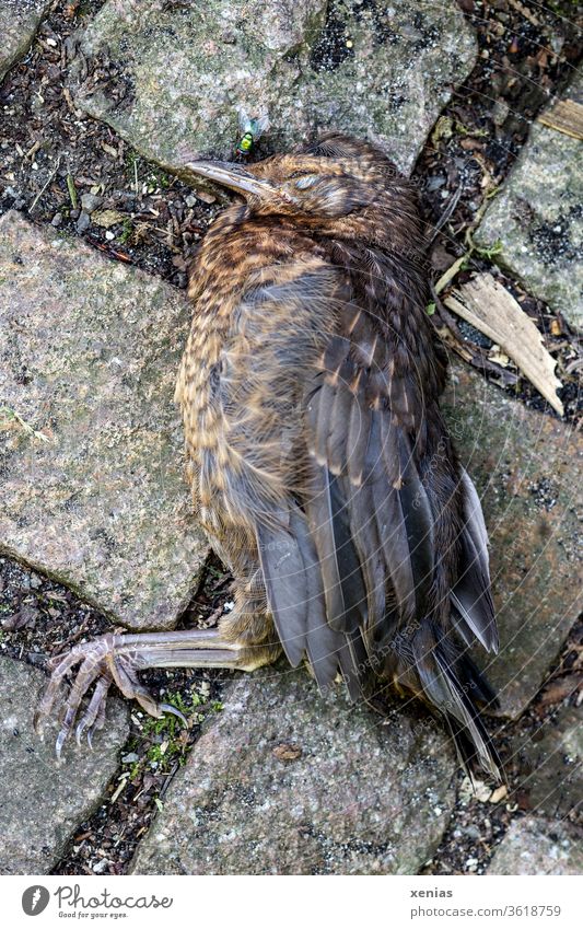 Death came to the young blackbird on quiet paws, so that she died and lay on cobblestones. The fly was already ready. Blackbird Bird dead Dead animal Fly