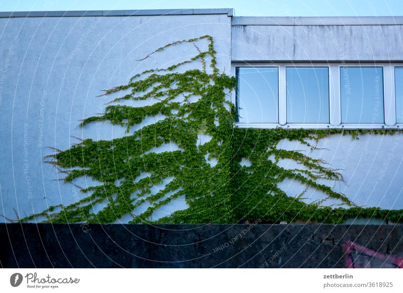Ivy on the facade Berlin Scene urban House (Residential Structure) built Facade Window Growth Tendril green greening Evening Twilight Wall (barrier) Real estate