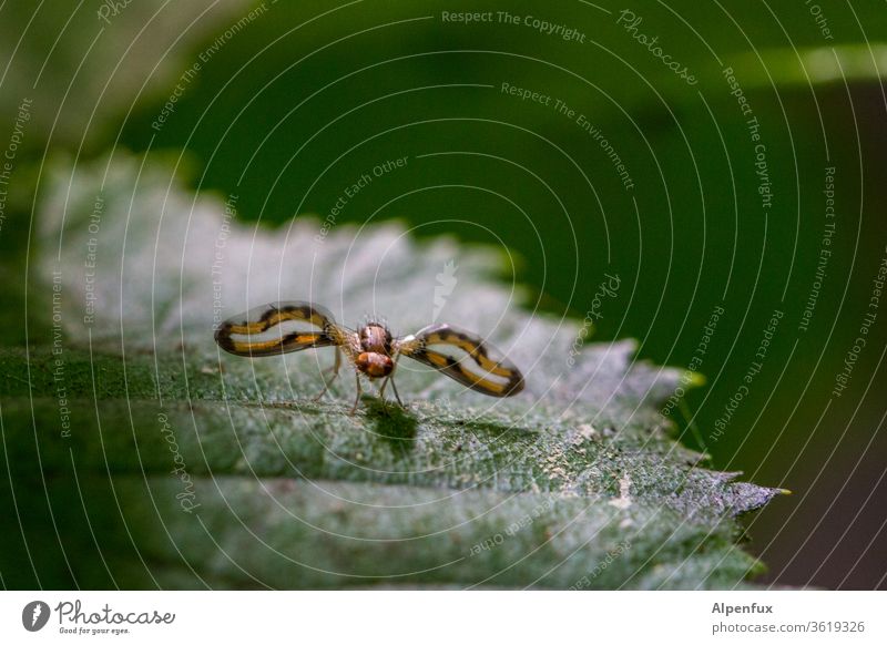 Unknown flight object Animal Insect Fly Close-up Grand piano Macro (Extreme close-up) Flying Colour photo Nature Exterior shot Compound eye Looking Detail