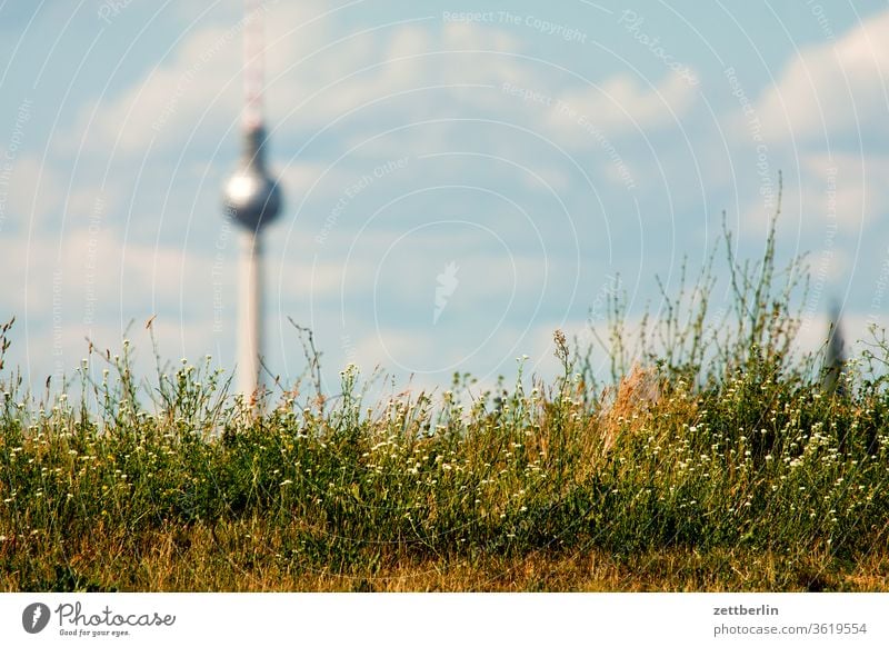 Berlin television tower behind grass alex Alexanderplatz city Germany Far-off places Television tower spring radio-and-ukw tower Capital city Sky Horizon
