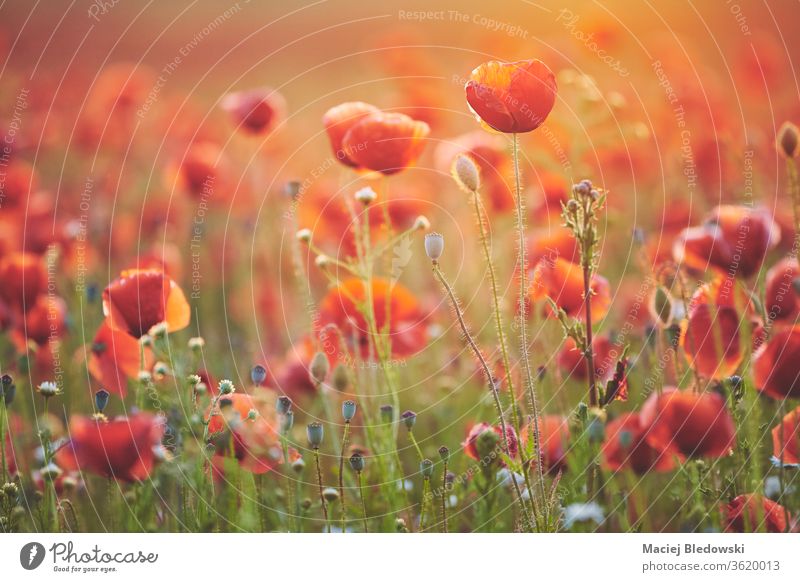 Flowers Red poppies blossom on wild field. Beautiful field red
