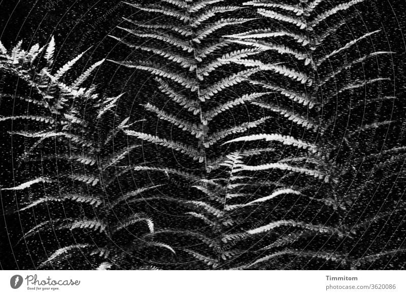 fern and parasol - double exposure, black and white Fern Farnsheets Nature Plant Black & white photo conceit Contrast Sunshade weave Double exposure shape