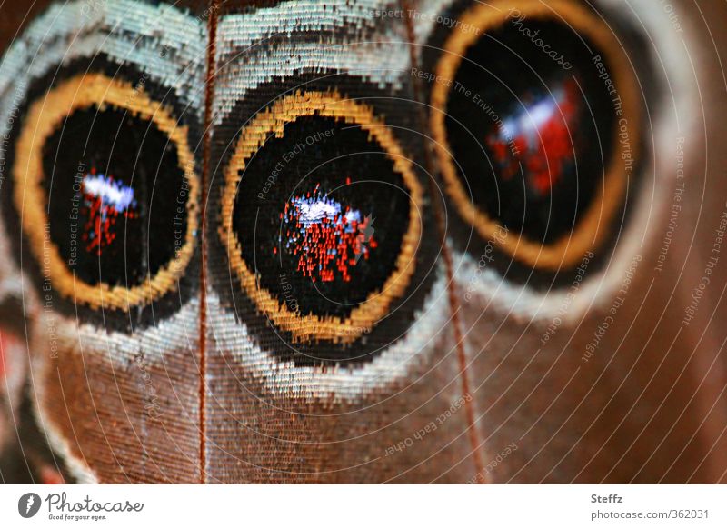 Natural symmetry on a butterfly wing Wing pattern Butterfly butterfly wings natural symmetry Abstract natural pattern symmetric Symmetry deterrent scare off