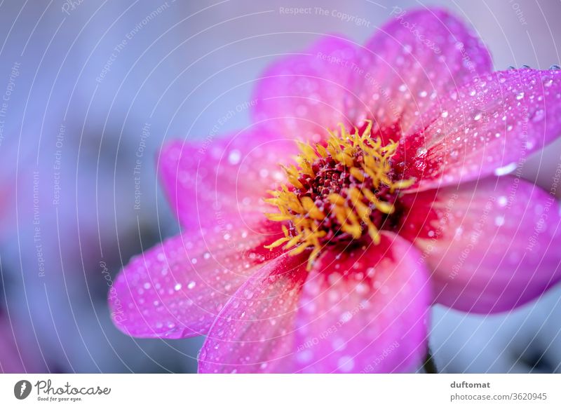 Pink blossom with morning dew florist blossoming Plant preservation come into bloom Part of the plant plants dew drops Drop Calyx Fresh flora Romance