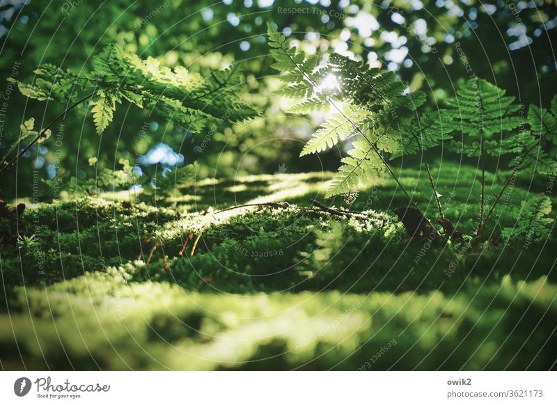 Fern in backlight Environment Nature Landscape Plant Beautiful weather bushes Pteridopsida Forest Growth green Calm Idyll Peaceful Clearing Edge of the forest