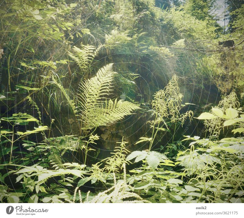 Fern in company Environment Nature Landscape Plant Beautiful weather bushes Pteridopsida Forest Growth green Calm Idyll Peaceful Clearing Structures and shapes