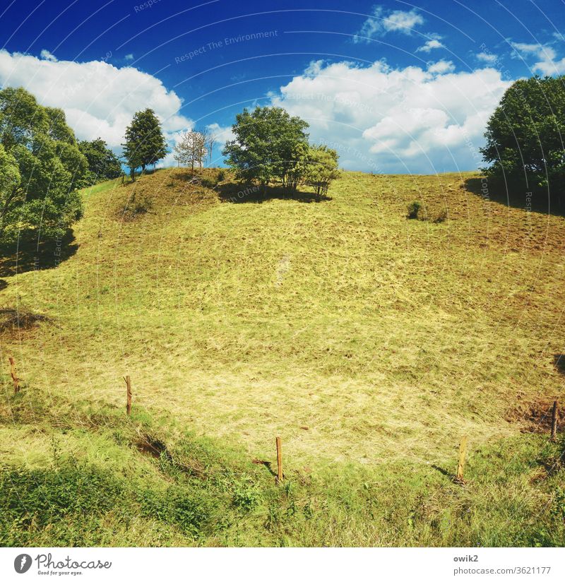 DEPENDENT Environment Nature Landscape Horizon tree Grass Meadow Germany Slope hillock Colour photo Exterior shot Deserted Copy Space left Copy Space top