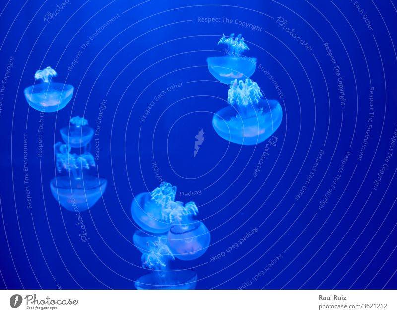 Fluorescent jellyfish on blue background, the ocean black medusa aquatic swim dangerous exotic peaceful zoo wildlife tropics poison sting risk aqualung animal
