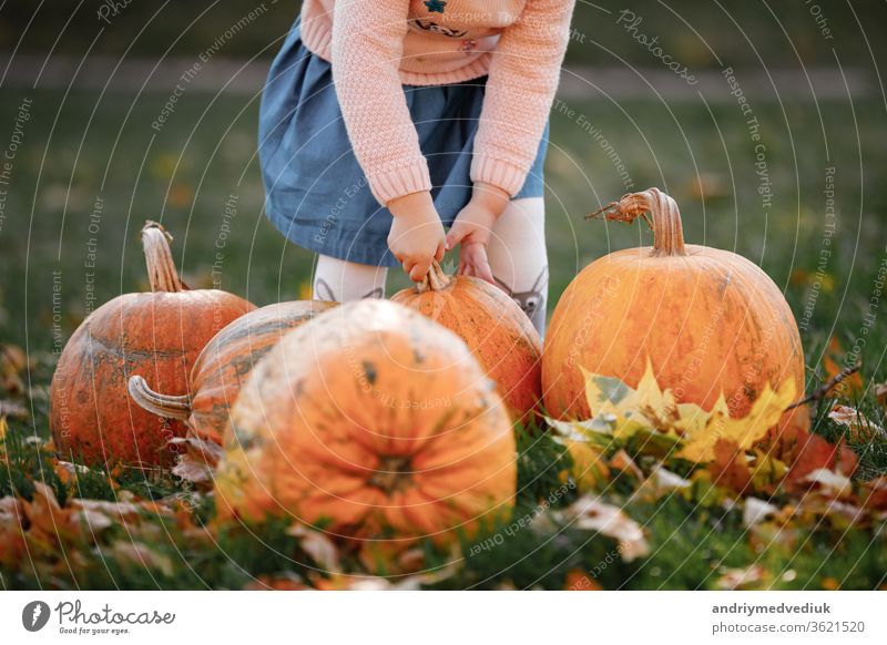 cropped photo of a little girl trying to lift a pumpkin. field with pumpkins. carved pumpkin agriculture hands holding child season colorful autumn background