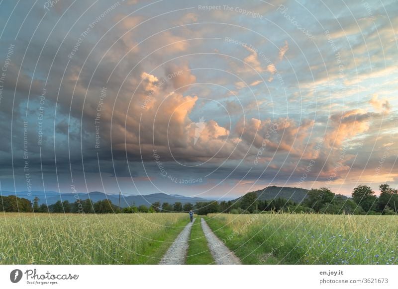 Man walks on a dirt road between cornfields under a wide evening sky with beautiful clouds illuminated by the sunset Sky Clouds off the beaten track Sunset
