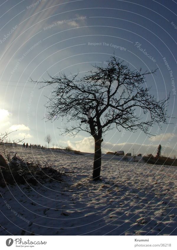 hibernation Tree Sunrise Sunset Structures and shapes Field Winter Snow Morning Evening Shadow Blue Sky
