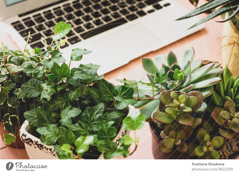 Remote online purchases of garden plants and equipment. A comfortable stylish freelancer's workplace with laptop and indoor plants succulents remote distance