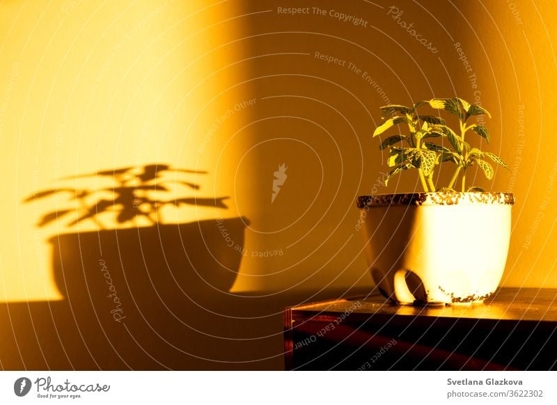 The game of sunset sun and shadow of house plants on the yellow wall home gardening flower pot play light Fittonia Hypoestes succulents cactus stay home care