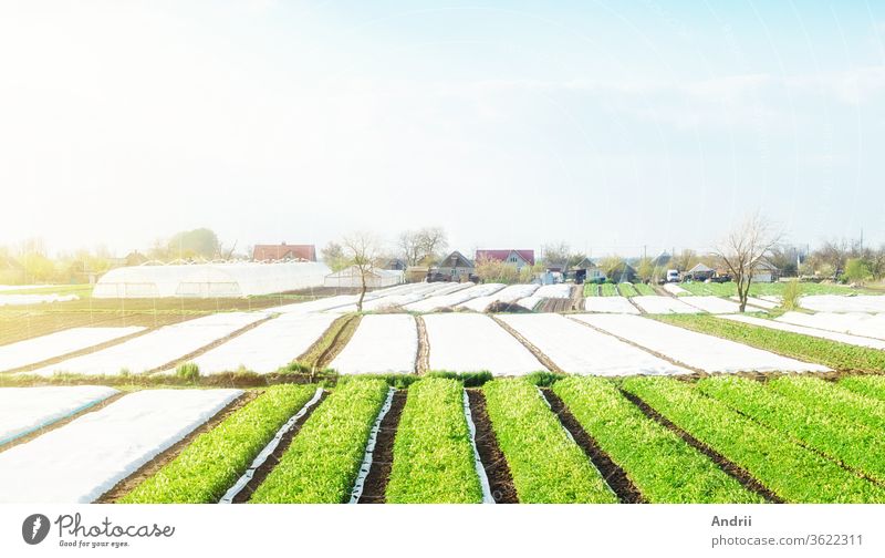 Landscape of farmland plantations covered with agrofiber. Agroindustry and agribusiness. Beautiful countryside. Organic farming products in Europe. Agricultural industry growing potatoes vegetables.