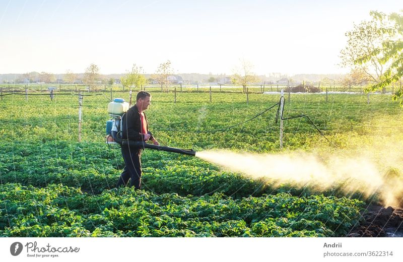A farmer sprinkles a potato plantation with an antifungal chemical. Use chemicals in agriculture. Agriculture and agribusiness, agricultural industry. Fight against fungal infections and insects.