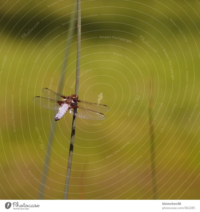 At the pond Environment Animal Flat-bellied Dragonfly Dragonfly wing Big dragonfly bubble level 1 Observe Sit Esthetic Elegant Dazzling Insect Delicate