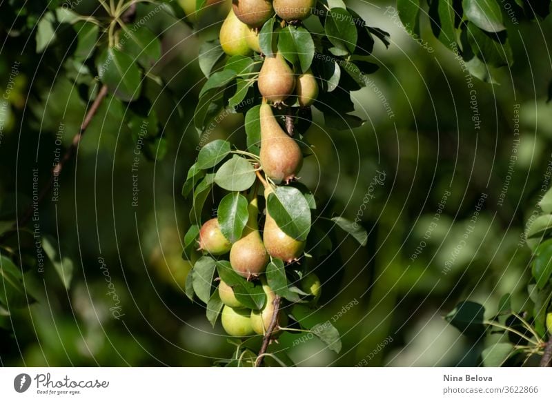 Pears bunch on branch of tree, first autumn harvest, fruits, eco gardening. Healthy living. Close up. summer leaf leaves natural nature organic outdoors plant