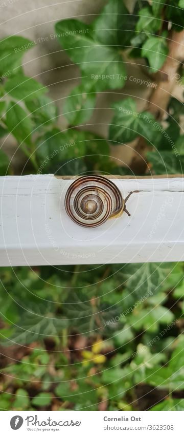 Garden snail photographed from above. Let's take a look at what's happening outside Crumpet Snail shell Animal Slowly Feeler Crawl Slimy Close-up Exterior shot