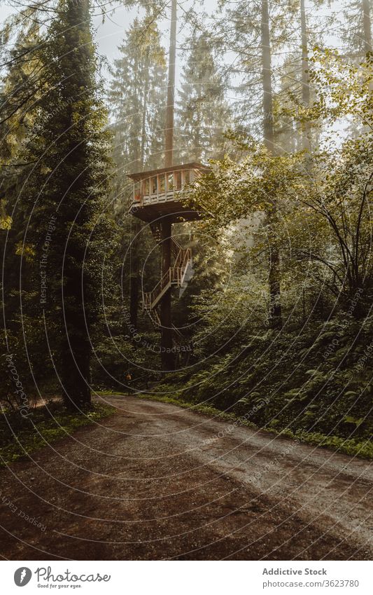 Large tree house in forest wooden landscape building harmony natural spectacular biscay basque country spain huge pine environment scenic scenery dwell