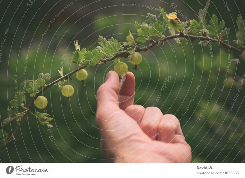 Harvest Fresh Gooseberries A Royalty Free Stock Photo From Photocase Gooseberry eye (plural gooseberry eyes). harvest fresh gooseberries a royalty free stock photo from photocase